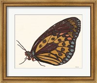 Framed Papillon 5