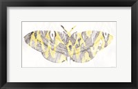Framed Yellow-Gray Patterned Moth 1