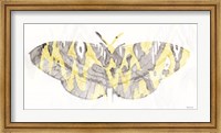 Framed Yellow-Gray Patterned Moth 1