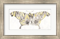 Framed Yellow-Gray Patterned Moth 2