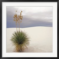 Framed Botanic Dunes