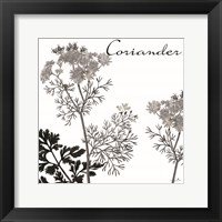 Framed 'Flowering Herbs Coriander' border=