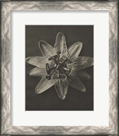 Framed Blossfeldt Flower I