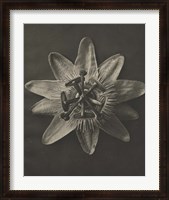 Framed Blossfeldt Flower I