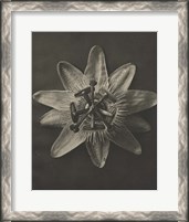 Framed Blossfeldt Flower I