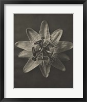 Framed Blossfeldt Flower I