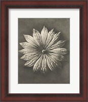 Framed 'Blossfeldt Flower II' border=