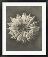 Framed Blossfeldt Flower II