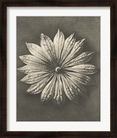 Framed Blossfeldt Flower II