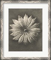 Framed 'Blossfeldt Flower II' border=