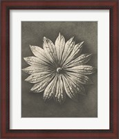 Framed Blossfeldt Flower II