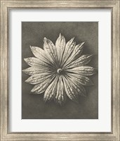 Framed Blossfeldt Flower II