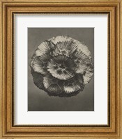 Framed Blossfeldt Flower III