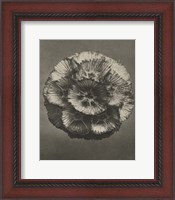 Framed Blossfeldt Flower III