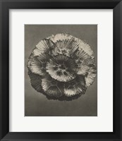 Framed Blossfeldt Flower III