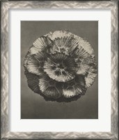 Framed 'Blossfeldt Flower III' border=