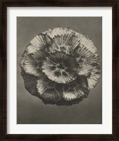 Framed Blossfeldt Flower III