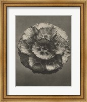Framed Blossfeldt Flower III