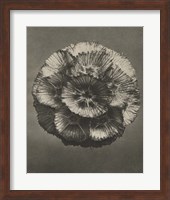 Framed Blossfeldt Flower III