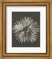Framed Blossfeldt Flower IV