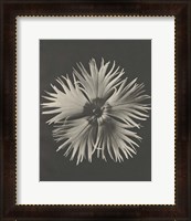 Framed 'Blossfeldt Flower IV' border=