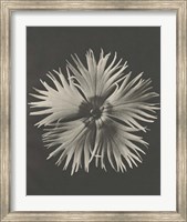 Framed Blossfeldt Flower IV