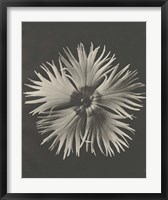 Framed Blossfeldt Flower IV