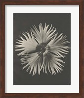 Framed Blossfeldt Flower IV