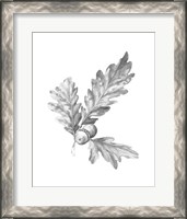 Framed 'Oak Leaf Pencil Sketch I' border=