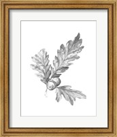 Framed Oak Leaf Pencil Sketch I