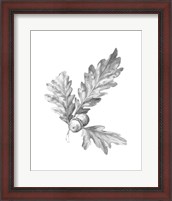 Framed Oak Leaf Pencil Sketch I