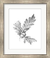 Framed 'Oak Leaf Pencil Sketch I' border=