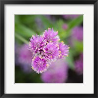 Framed Cropped Garden Flowers IV