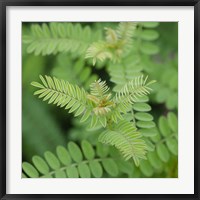 Framed Cropped Garden Leaves II