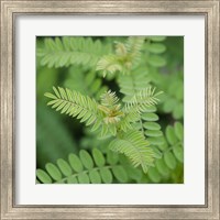 Framed Cropped Garden Leaves II