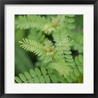 Framed Cropped Garden Leaves II