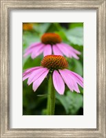 Framed Pink Coneflowers I