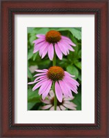 Framed Pink Coneflowers II
