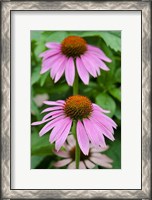 Framed Pink Coneflowers II