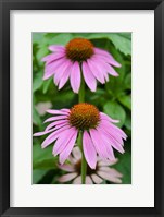 Framed Pink Coneflowers II