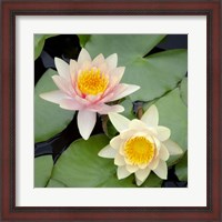 Framed Water Lily Flowers I