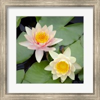 Framed Water Lily Flowers I