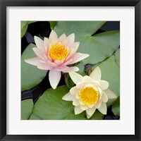 Framed Water Lily Flowers I