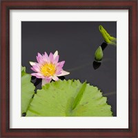 Framed Water Lily Flowers II