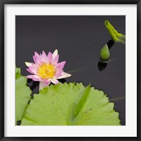 Framed Water Lily Flowers II