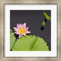 Framed Water Lily Flowers II