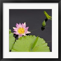 Framed Water Lily Flowers II