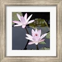 Framed Water Lily Flowers III