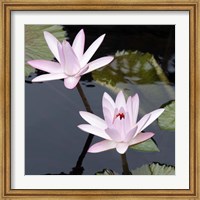Framed Water Lily Flowers III