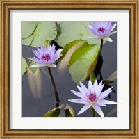 Framed Water Lily Flowers IV